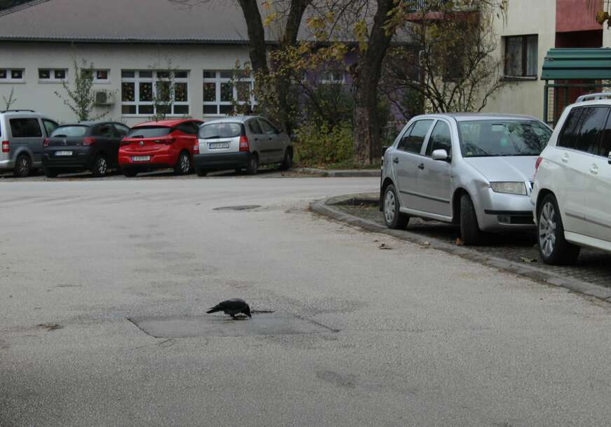 FOTO: E. MURAČEVIĆ