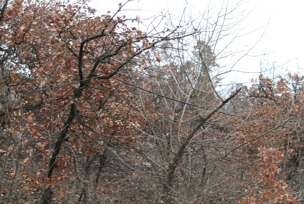 FOTO:  E. MURAČEVIĆ