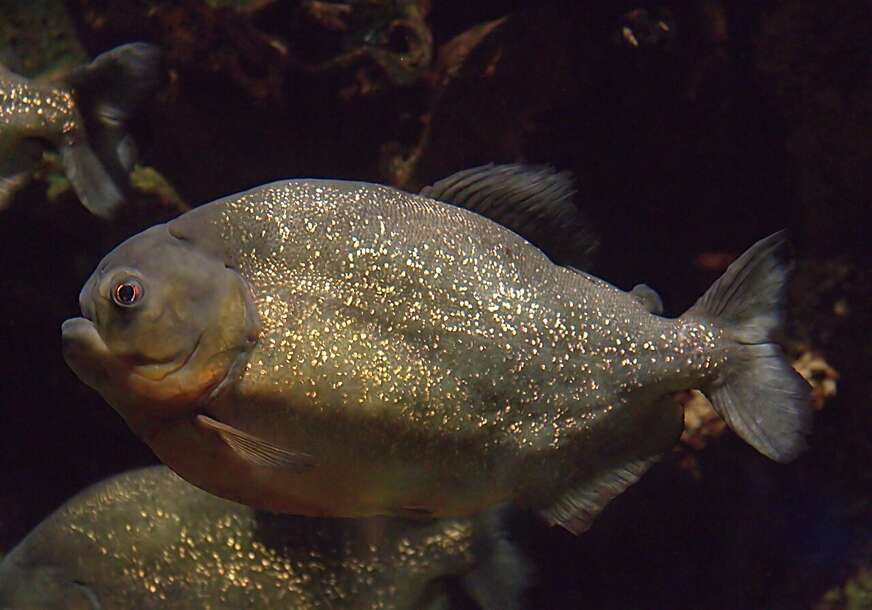 FOTO: AUTOR GREG HUME/WIKIPEDIA