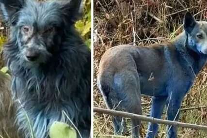 Misterija plavih pasa iz Černobila: Naučnici imaju objašnjenje