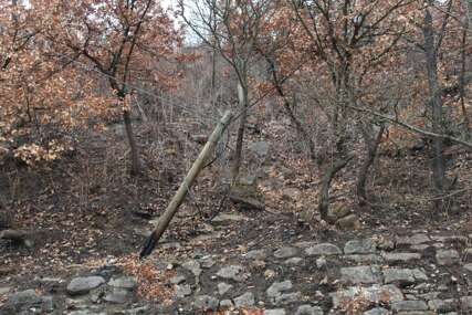 Slike nemara TELEFONSKI KABLOVI "rastu" po granama
