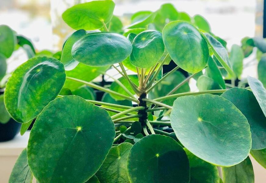 FOTO: PEPEROMIOIDES
/ INSTAGRAM