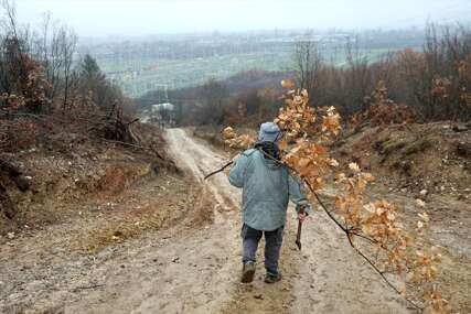 Badnji dan u Srbiji: Sječa badnjaka, tradicija koja se prenosi generacijama (FOTO)