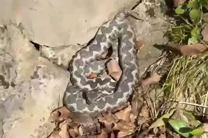 Stručnjaci upozoravaju: Zmije se bude iz zimskog mirovanja, ugriz poskoka je potencijalno smrtonosan