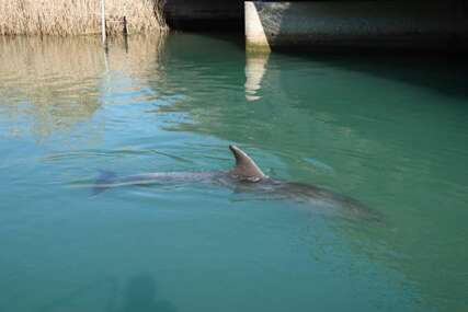 Delfin uplovio u rijeku Jadro, građani Solina pozvani da ga ne uznemiravaju