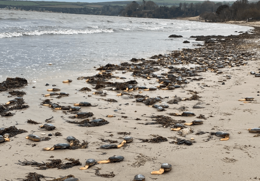 FOTO: NATIONAL TRUST PURBECK COUNTRYSIDE