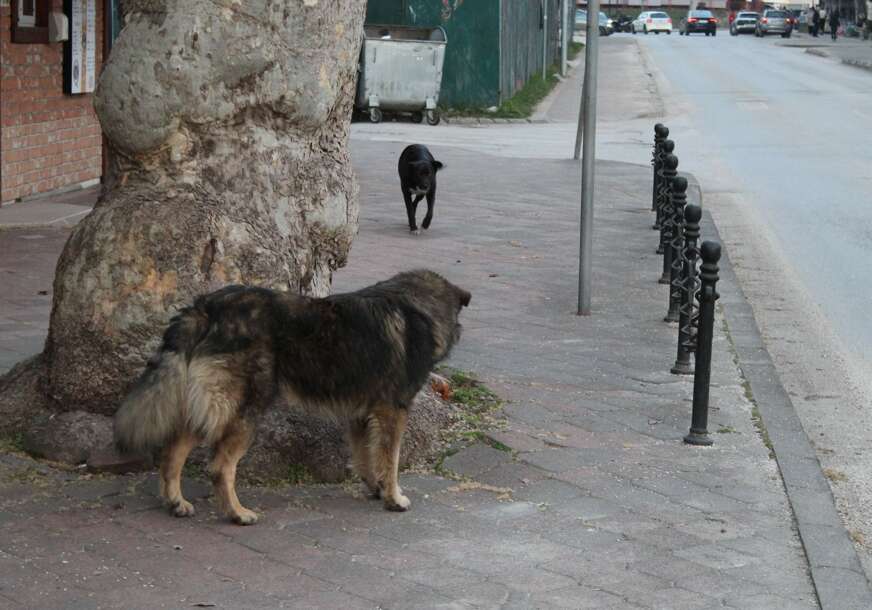 FOTO: E. MURAČEVIĆ