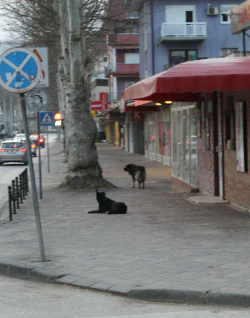 FOTO:  E. MURAČEVIĆ