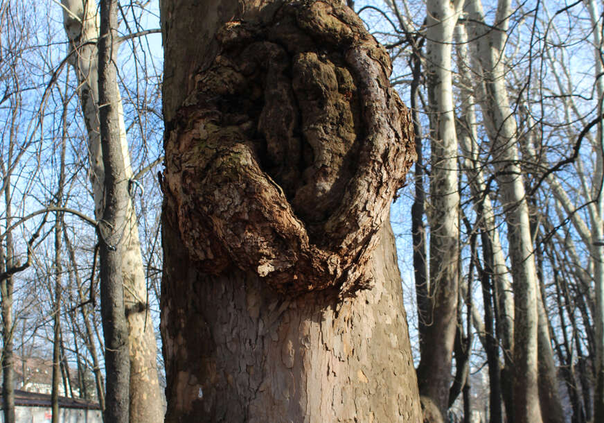 FOTO: E. MURAČEVIĆ