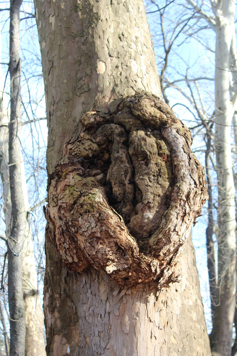 FOTO:  E. MURAČEVIĆ