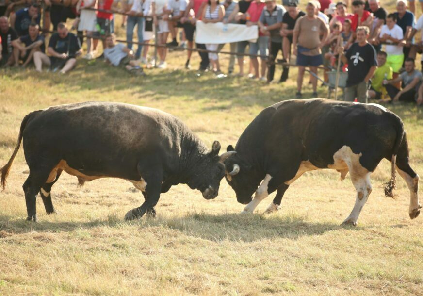 FOTO: SINIŠA PAŠALIĆ/RINGIER