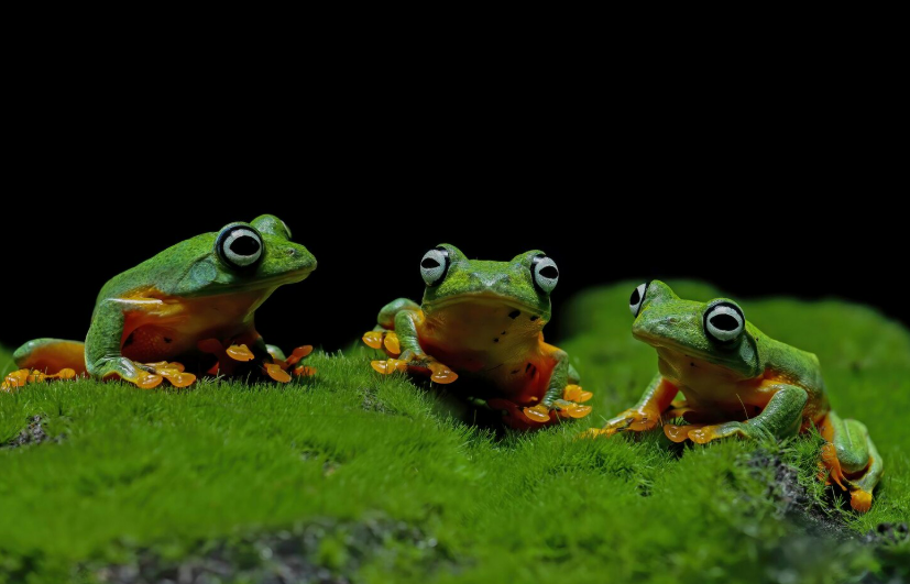 FOTO: FREEPIK