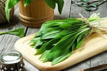 Proljetna superhrana: Medvjeđi luk sve prisutniji u modernoj gastronomiji, oprezno pri branju