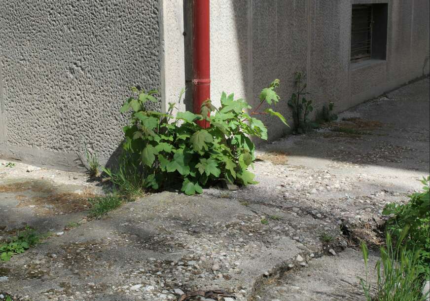FOTO: ESET MURAČEVIĆ