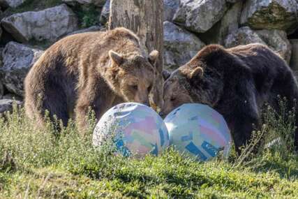 Životinje u ZOO dobile uskršnje pisanice i novi termitnjak