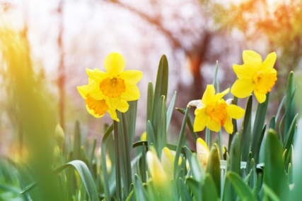 11 zanimljivosti o narcisima: Zašto su simbol nade, ali i opasna biljka u vrtu?