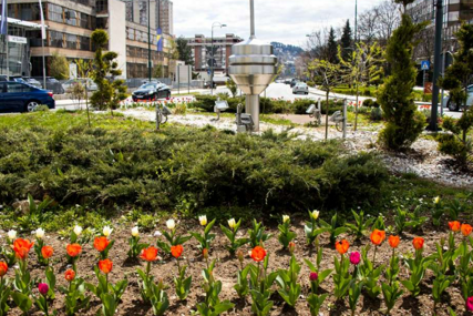 Proljeće u Novom Sarajevu: 6.000 tulipana i uređenje zelenih površina