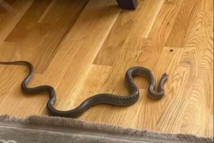 FOTO Mostarka u kući vidjela zmiju: Smjestila se ispod fotelje, osjetila sam da ide ravno prema mojoj nozi