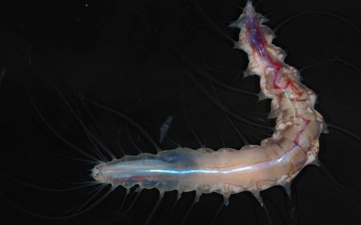 FOTO: NAOTO JIMI THE NIPPON FOUNDATION NEKTON OCEAN CENSUS