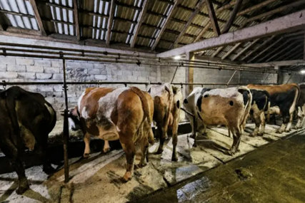 Gasi se još jedna farma u BiH: Domaćin prodaje sve krave