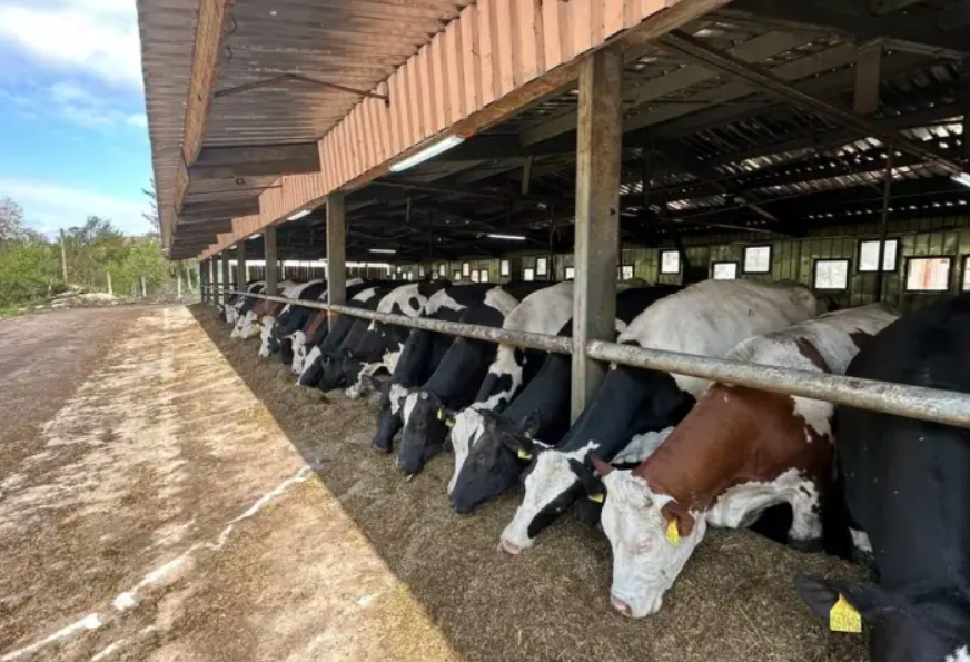 FOTO: FARMA OKANOVIĆ