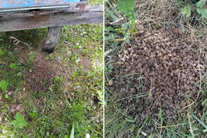 Pomor pčela kod Senahida u Kladnju: "Svi sliježu ramenima, ne znam ko je prskao"