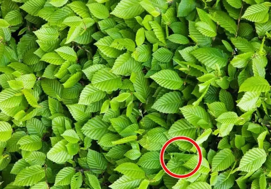 FOTO: 