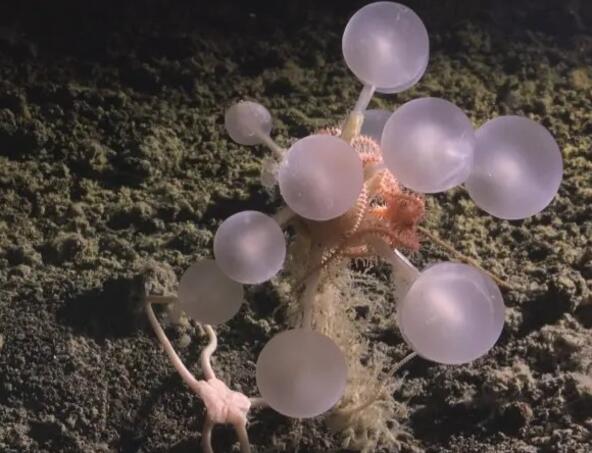 FOTO: NAOTO JIMI THE NIPPON FOUNDATION NEKTON OCEAN CENSUS