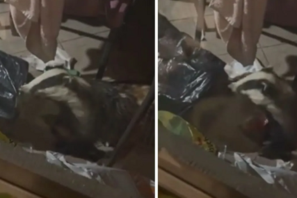 (VIDEO) Tuzlak danima nailazio na razbacanu terasu, kamera otkrila nezvanog gosta