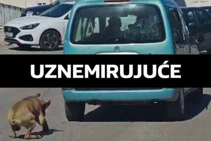 Vezao psa za auto i vukao ga. Čovjek čiji je broj na autu: Prodao sam ga