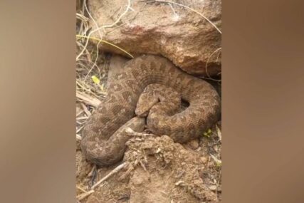 Pas ubio zmiju, a onda je 15 ljudi počelo da povraća i gubi svijest