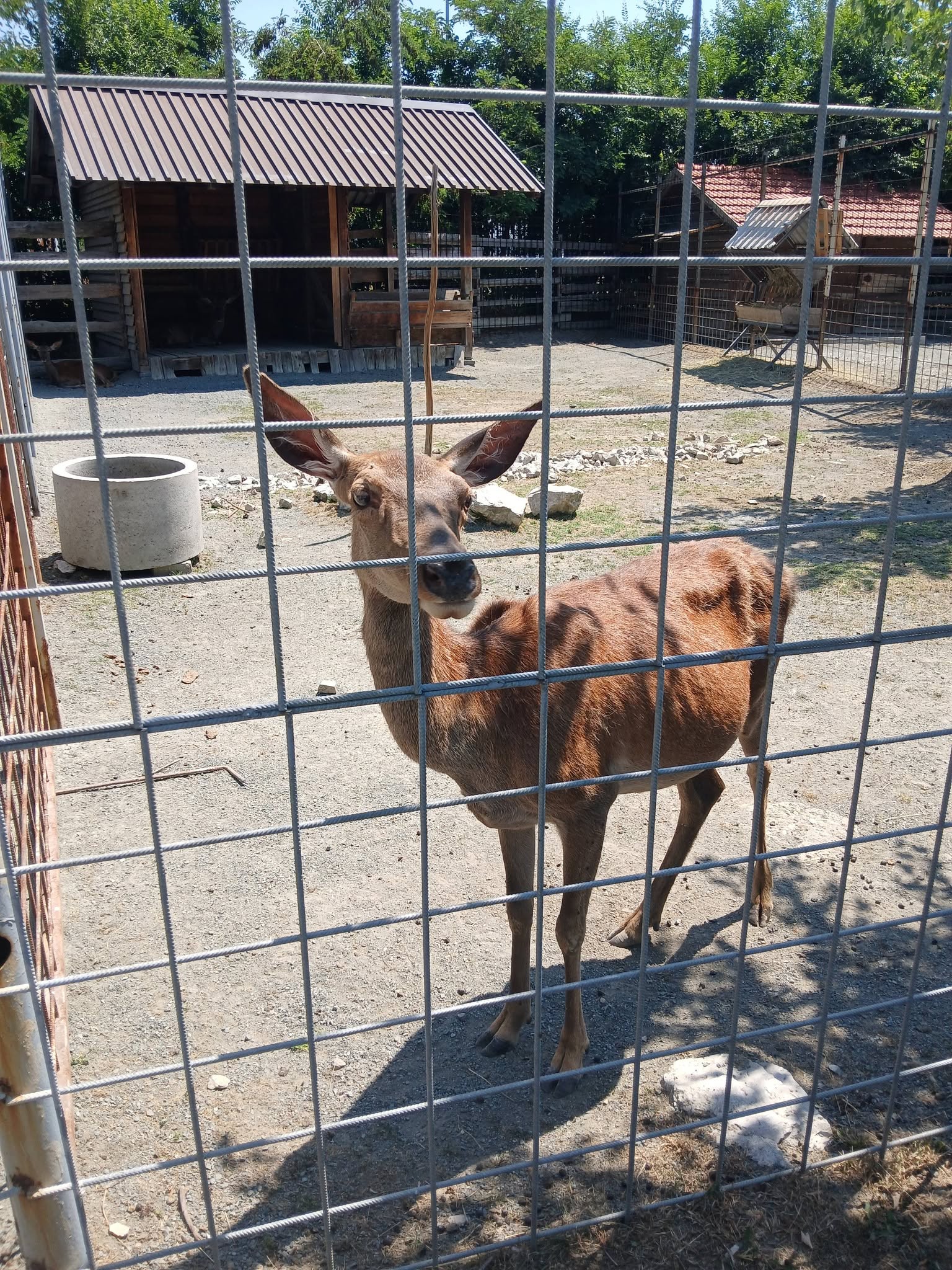 FOTO: E. MURAČEVIĆ