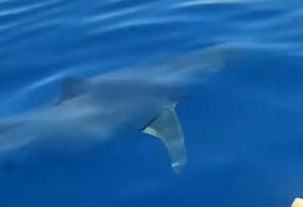 STANOVNIŠTVO I TURISTI UZNEMIRENI Kod Hvara snimljena najopasnija ajkula na planeti? (VIDEO)