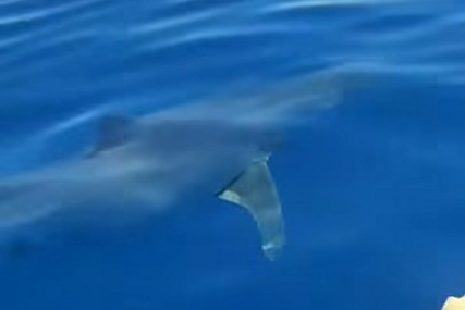 STANOVNIŠTVO I TURISTI UZNEMIRENI Kod Hvara snimljena najopasnija ajkula na planeti? (VIDEO)