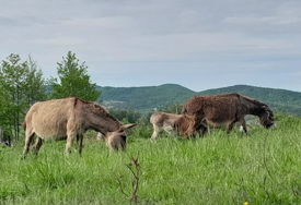 Od slučajne kupovine do farme: Kupili jednog magarca zbog djece, danas imaju njih 40