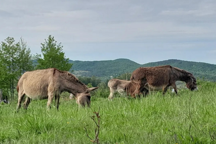 Od slučajne kupovine do farme: Kupili jednog magarca zbog djece, danas imaju njih 40