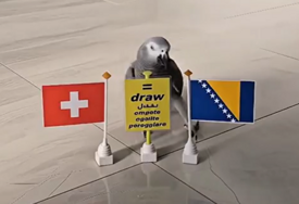 Papagaj birao pobjednika duela BiH - Švicarska (VIDEO)