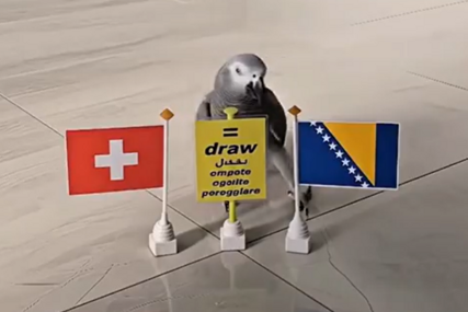 Papagaj birao pobjednika duela BiH - Švicarska (VIDEO)