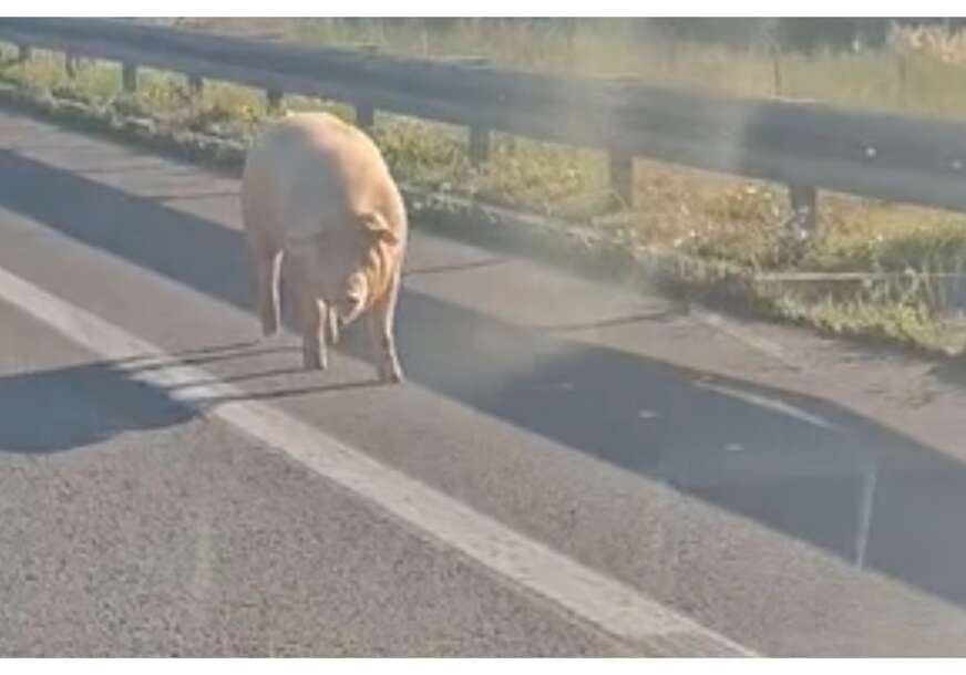 FOTO: PRINTSCREEN VIDEO 
