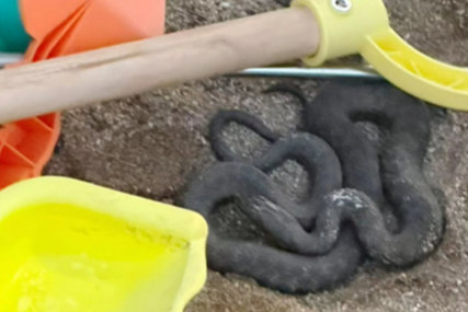 Zmija među dječjim igračkama na crnogorskoj plaži