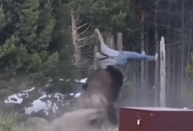 Bizon u Yellowstoneu bacio turistu 2,5 metra u zrak i poslao ga u bolnicu (VIDEO)