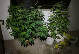 Akcija "Plantaža 2026" u Doboju: U pretresima pronađena DROGA