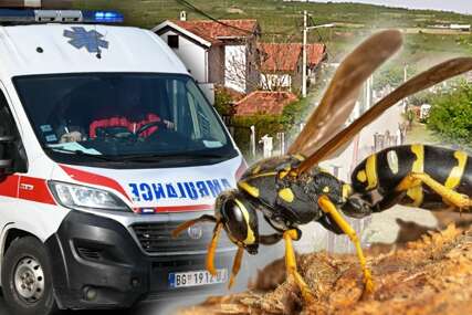 Tragedija u Beogradu: Muškarac preminuo nakon napada roja osa