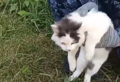 NEVJEROVATNO Mačka nosila drogu zatvorenicima u ruskom zatvoru (VIDEO)