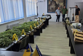 U Goraždu otkrivena laboratorija za uzgoj marihuane