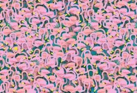 Ljetna mozgalica: Jedna balerina sakrila se među flamingosima, možete li otkriti gdje je?