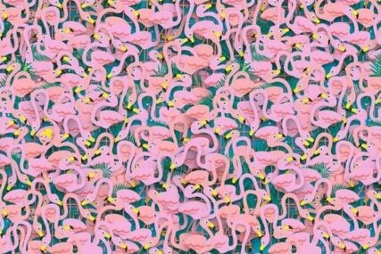 Ljetna mozgalica: Jedna balerina sakrila se među flamingosima, možete li otkriti gdje je?