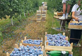 Hladnjače pune! Šljive su rodile, a prodaja nikakva