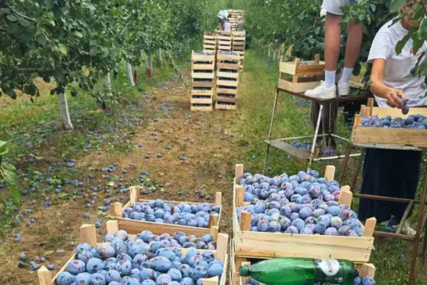 Hladnjače pune! Šljive su rodile, a prodaja nikakva