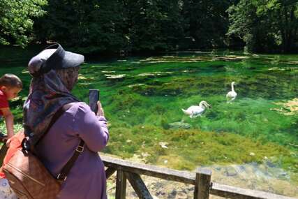 Labud s Vrela Bosne progutao udicu, spašen je pravovremenom reakcijom nadležnih